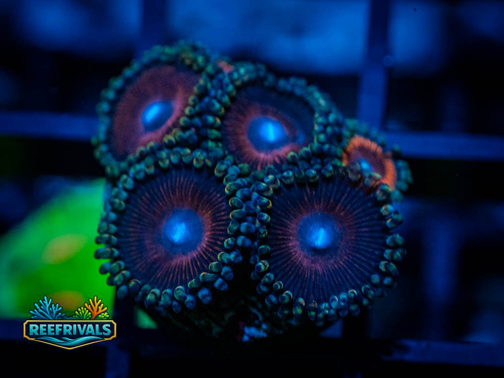 WWC Armor of God Zoa coral image from ReefRivals, listed as Zoanthus sp. and Zoas