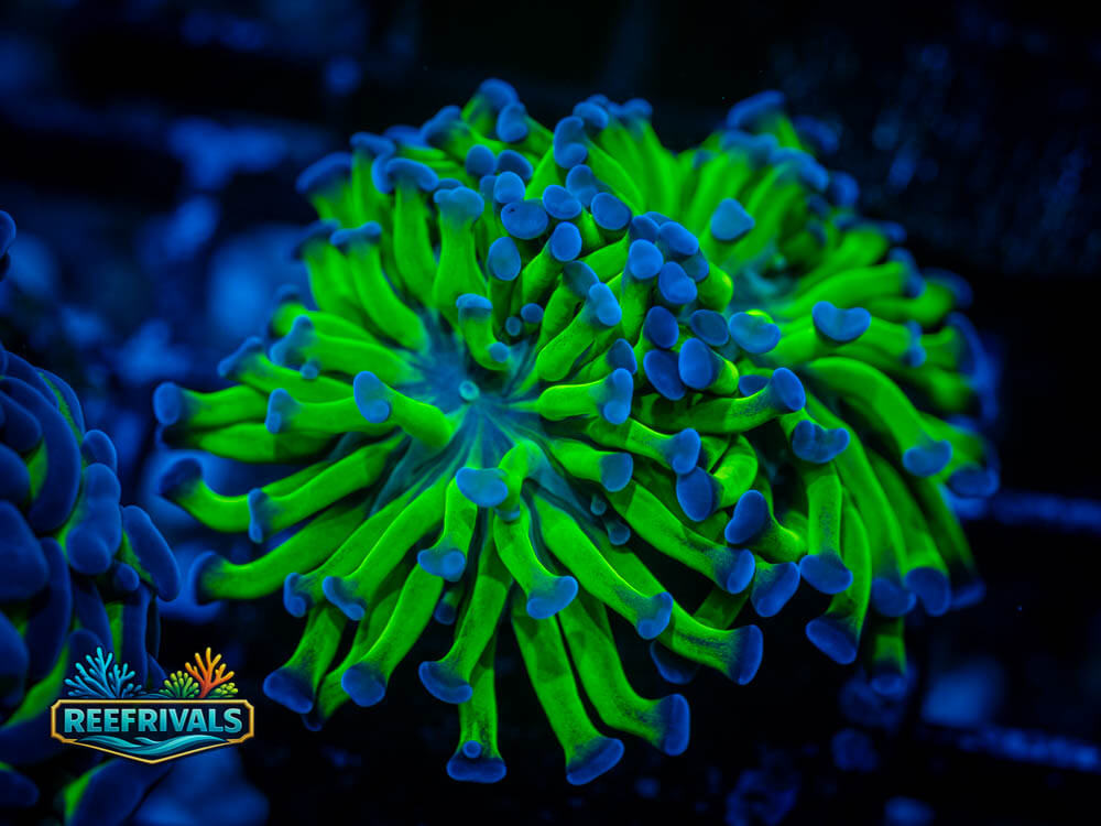 RVL Holy Grail Hammer WYSIWYG coral image | ReefRivals RVL Holy Grail Hammer coral image from ReefRivals, listed as Euphyllia ancora and Hammers