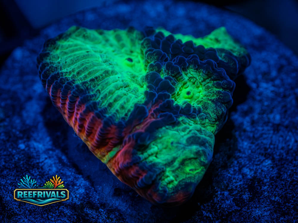 JF Psycho Rim Favia WYSIWYG coral image | ReefRivals JF Psycho Rim Favia coral image from ReefRivals, listed as Favia sp and Favias