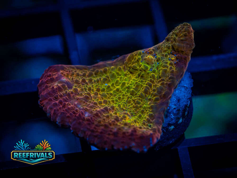 ECC Ludicrous Chalice coral image from ReefRivals, listed as Echinophyllia sp. and SPS Plating