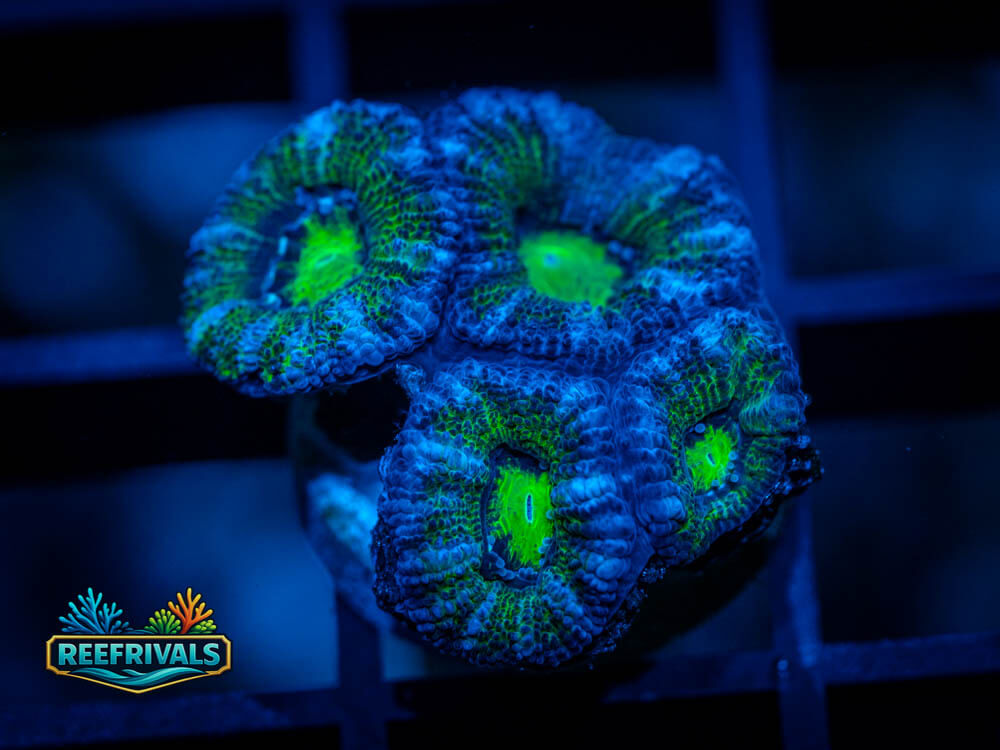 RVL Gatorade Acan WYSIWYG coral image | ReefRivals RVL Gatorade Acan coral image from ReefRivals, listed as Micromussa lordhowensis and Acans