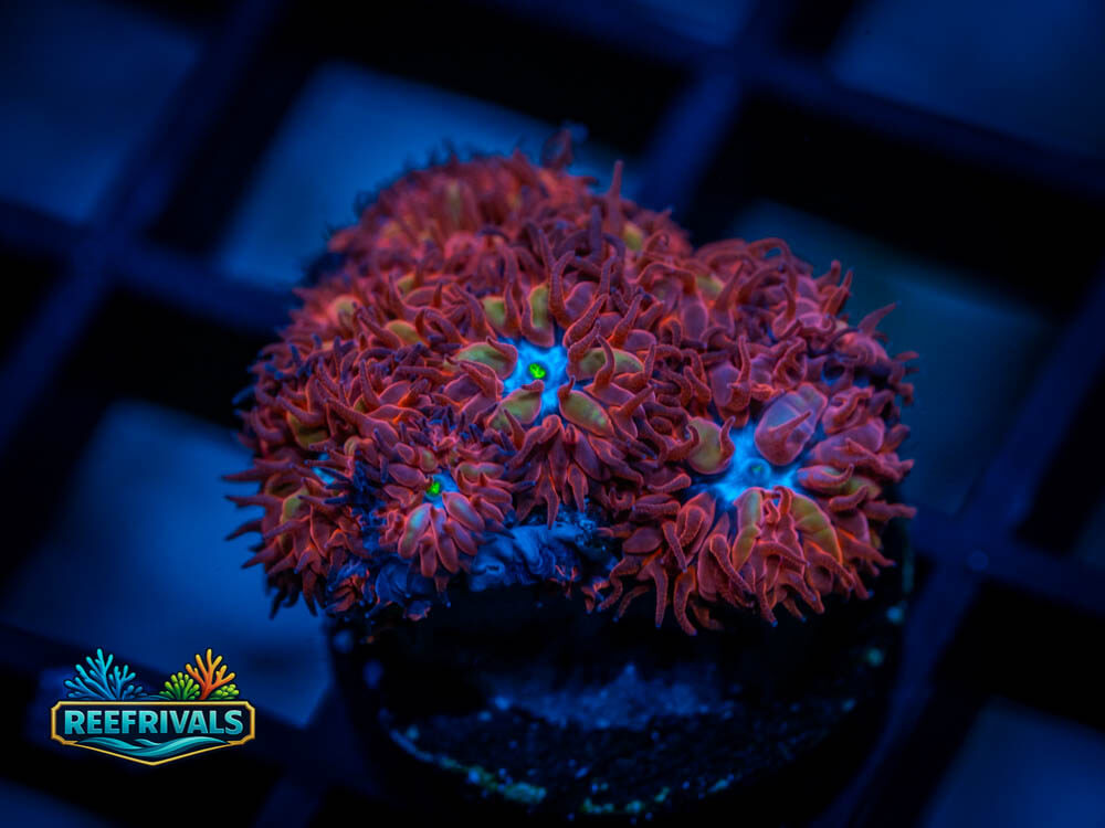 ECC Blue Raven Blasto coral image from ReefRivals, listed as Blastomussa merletti and LPS Fleshy