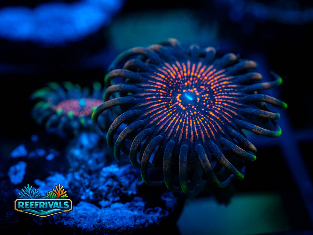 WWC Nightcrawler Paly WYSIWYG coral image | ReefRivals WWC Nightcrawler Paly coral image from ReefRivals, listed as Palythoa sp. and Zoas