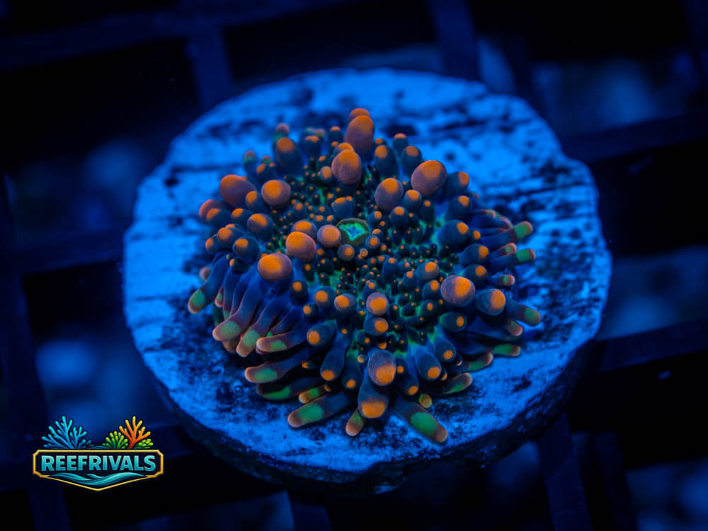 OG Godzilla Bounce Yuma WYSIWYG coral image | ReefRivals OG Godzilla Bounce Yuma coral image from ReefRivals, listed as Ricordea Yuma and LPS Fleshy