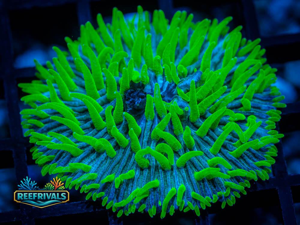 RVL The Joker Fungia WYSIWYG coral image | ReefRivals RVL The Joker Fungia coral image from ReefRivals, listed as Fungia fungites and LPS Fleshy