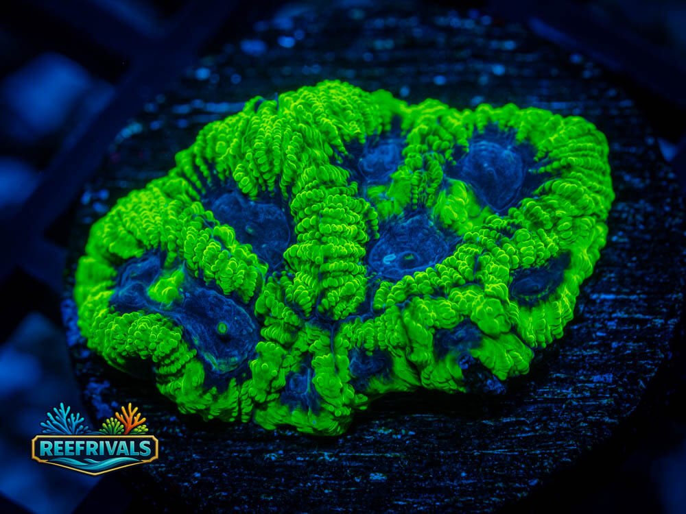 RVL Raptor's Peace Favia WYSIWYG coral image | ReefRivals RVL Raptor's Peace Favia coral image from ReefRivals, listed as Favia sp. and Favias