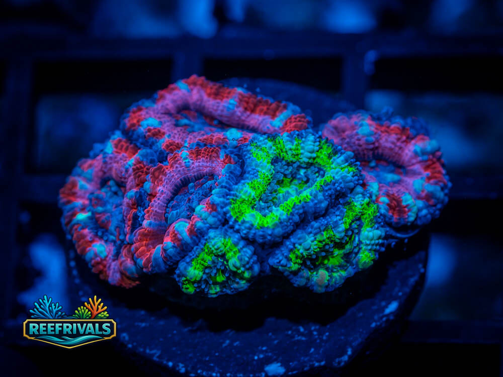 RVL Grafted Acan Lord WYSIWYG coral image | ReefRivals RVL Grafted Acan Lord coral image from ReefRivals, listed as Micromussa lordhowensis and Acans
