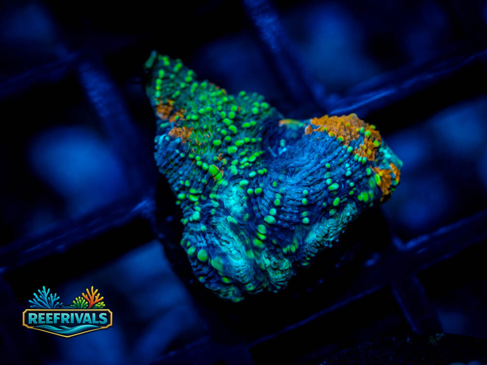UC Wipeout Acan coral image from ReefRivals, listed as Acan Enchinata and Acans