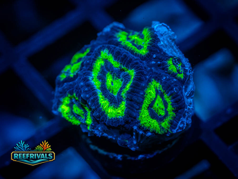 RVL Twisted Metal Favia WYSIWYG coral image | ReefRivals RVL Twisted Metal Favia coral image from ReefRivals, listed as Favia sp. and Favias