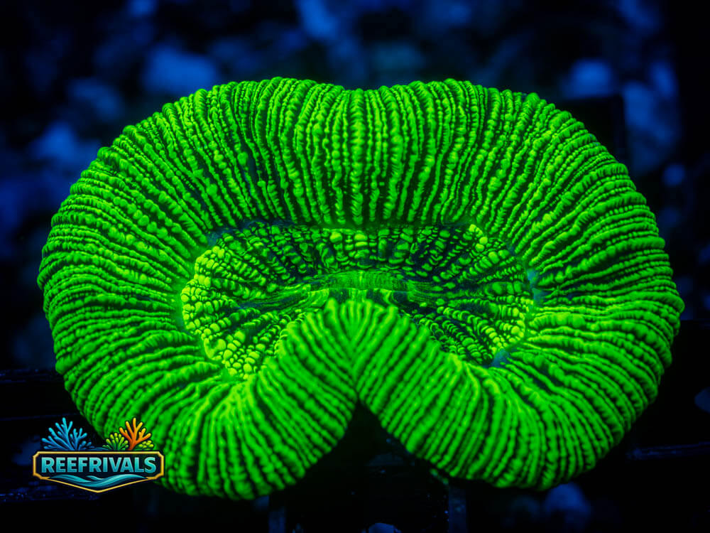 RVL Alien Brain Trachy WYSIWYG coral image | ReefRivals RVL Alien Brain Trachy coral image from ReefRivals, listed as Trachyphyllia sp. and LPS Fleshy