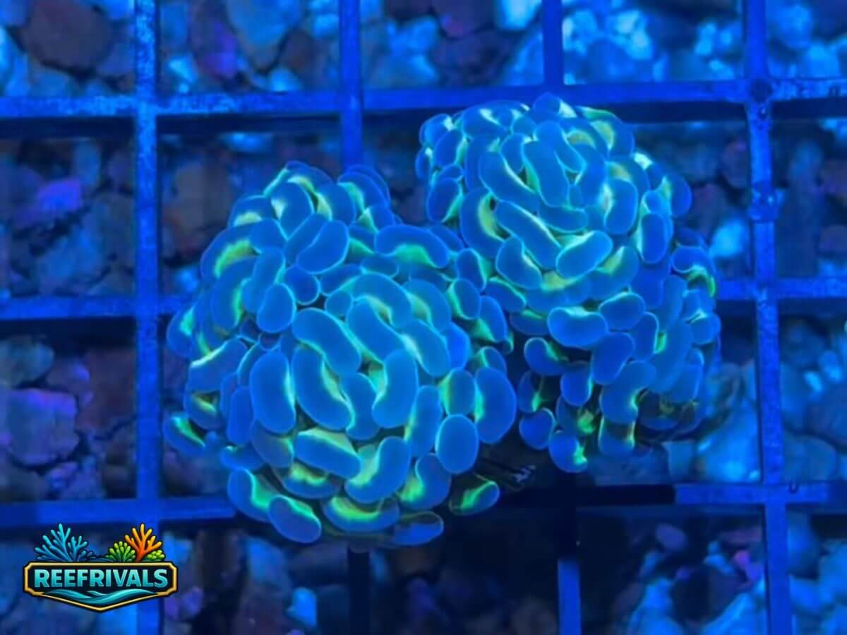 WWC Hologram Hammer WYSIWYG coral image | ReefRivals WWC Hologram Hammer coral image from ReefRivals, listed as Euphyllia Ancora and Hammers