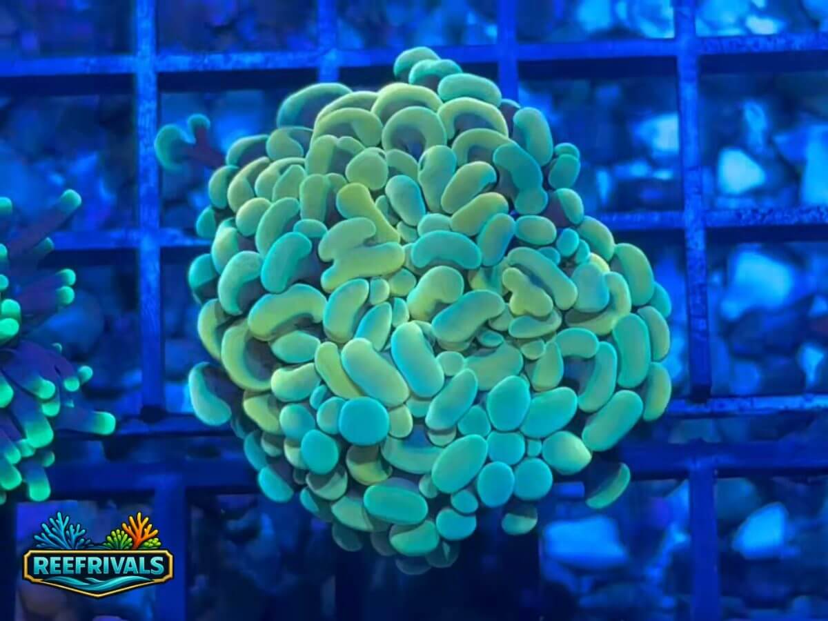 ECC Lemon Lime Hammer coral image | ReefRivals ECC Lemon Lime Hammer coral image from ReefRivals, listed as Euphyllia Ancora and Hammers