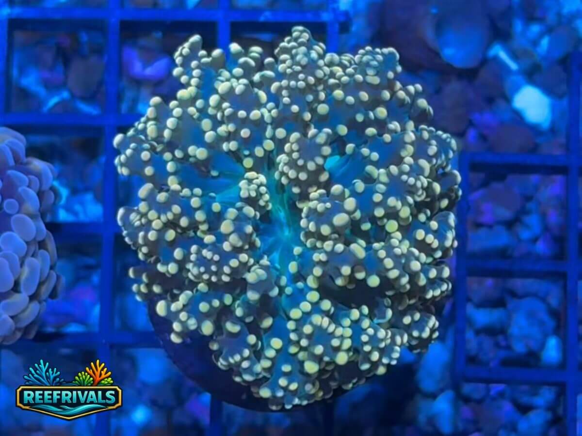 RVL Banana Split Octo WYSIWYG coral image | ReefRivals RVL Banana Split Octo coral image from ReefRivals, listed as Unknown sp. and LPS Fleshy