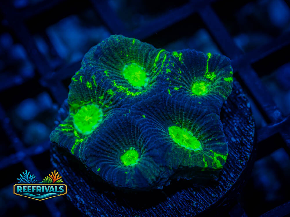 RVL Toxic Oil Spill coral image from ReefRivals, listed as RVL Toxic Oil Spill and LPS Fleshy