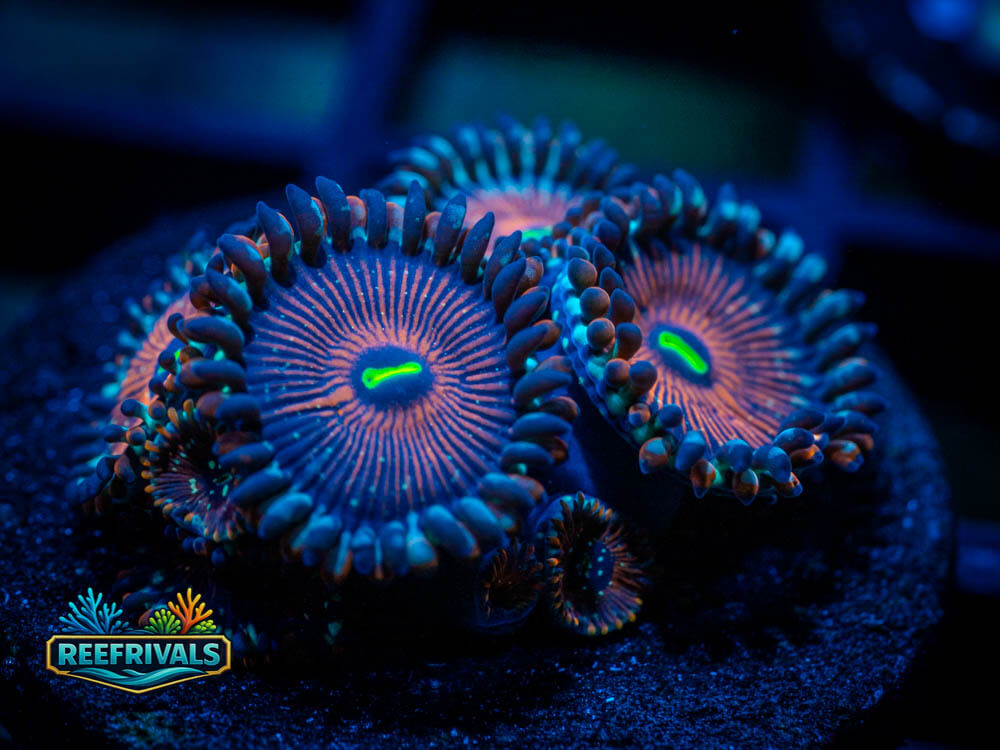 ECC Warlock Zoa WYSIWYG coral image | ReefRivals ECC Warlock Zoa coral image from ReefRivals, listed as Zoanthus sp. and Zoas