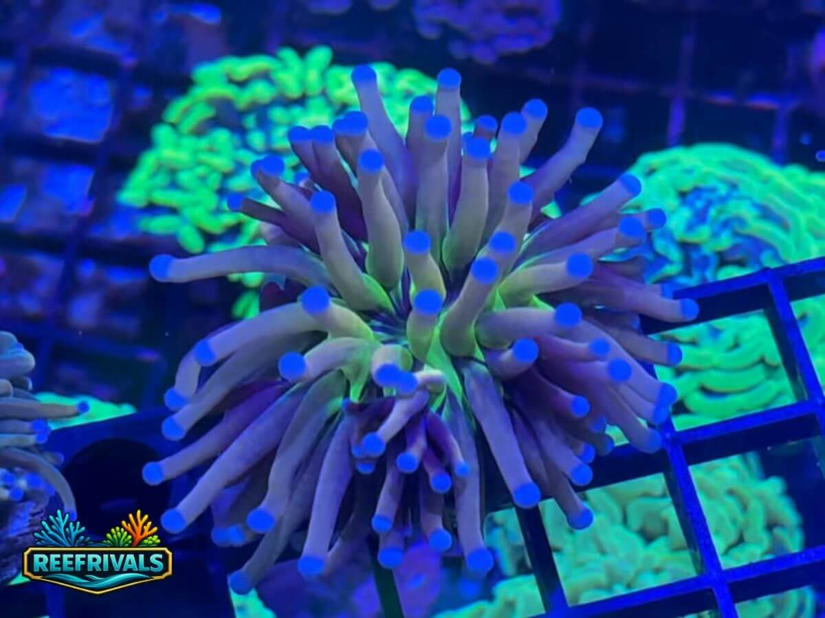 RVL Plasmasphere Torch WYSIWYG coral image | ReefRivals RVL Plasmasphere Torch coral image from ReefRivals, listed as Euphyllia glabrescens and Torches