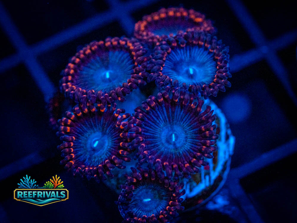 OG Superman Zoa coral image from ReefRivals, listed as Zoanthus sp. and Zoas