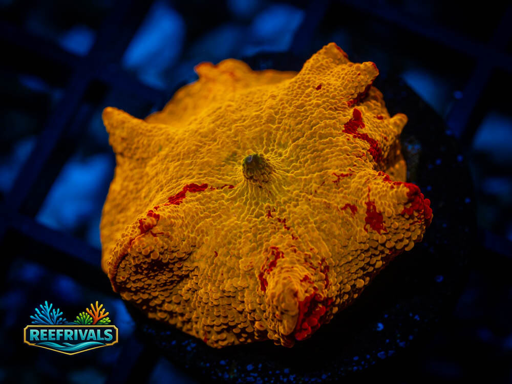 UC Jawbreaker WYSIWYG coral image | ReefRivals UC Jawbreaker coral image from ReefRivals, listed as Discosoma sp. and Mushrooms