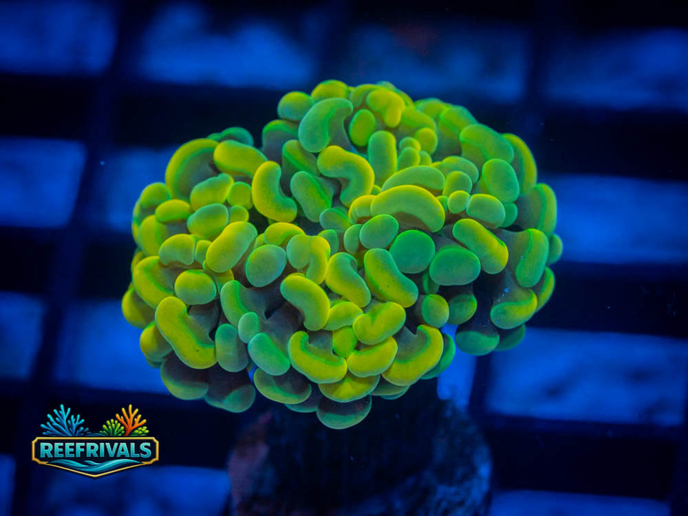 WWC Yellow Hologram Hammer coral image from ReefRivals, listed as Fimbriaphyllia spp. and Hammers