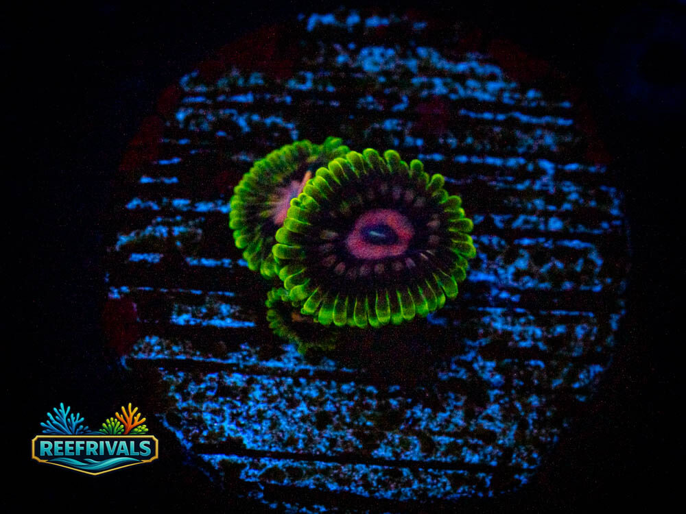 TSA Scarlet Fever Zoa WYSIWYG coral image | ReefRivals TSA Scarlet Fever Zoa coral image from ReefRivals, listed as TSA Scarlet Fever Zoa and Zoas